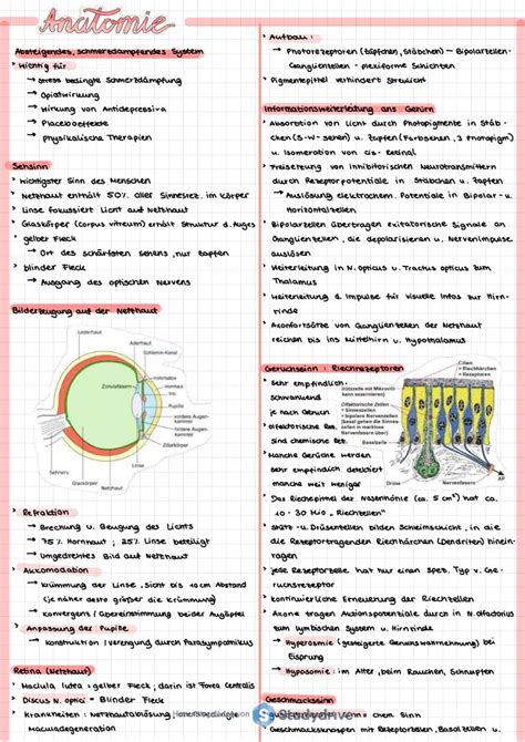 Anatomie Und Physiologie Zusammenfassung A Definition