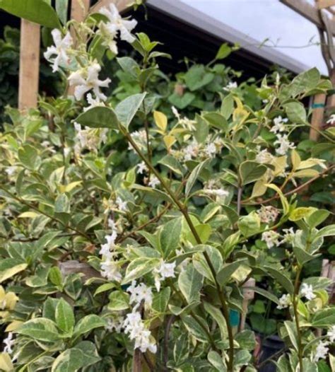 Trachelospermum Jasminoides Variegatum