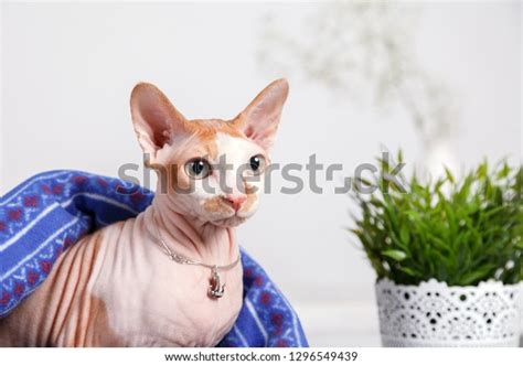 Naked Cat Breed Canadian Sphinx Sitting Stock Photo 1296549439 Shutterstock
