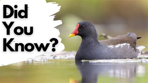 Things You Need To Know About MOORHENS YouTube