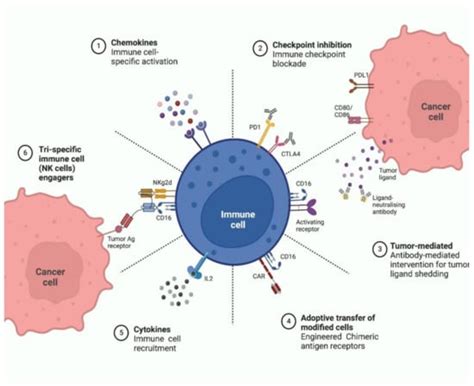 Vaccines Free Full Text Advances In Nanotechnology For Cancer