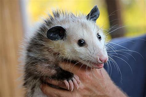 What Do Opossums Eat? | Opossums Diet By Types | Biology Explorer