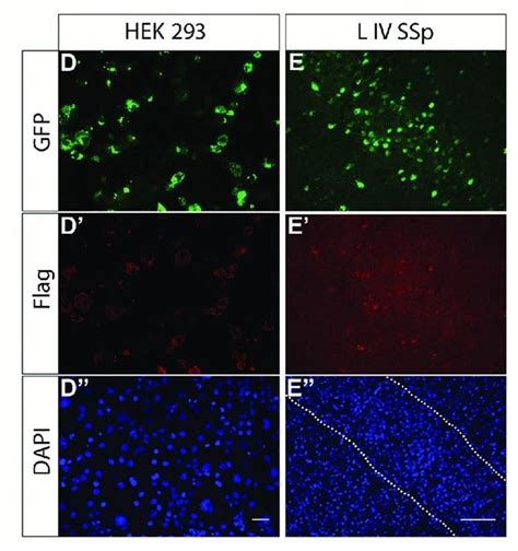 Anti-GFP antibody (ab6673) | Abcam