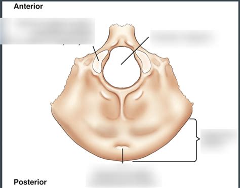 Occipital Bone Anatomy Diagram Quizlet