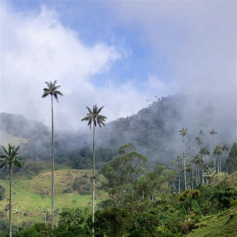 15 Mejores Cosas Que Ver Y Hacer En Salento Colombia