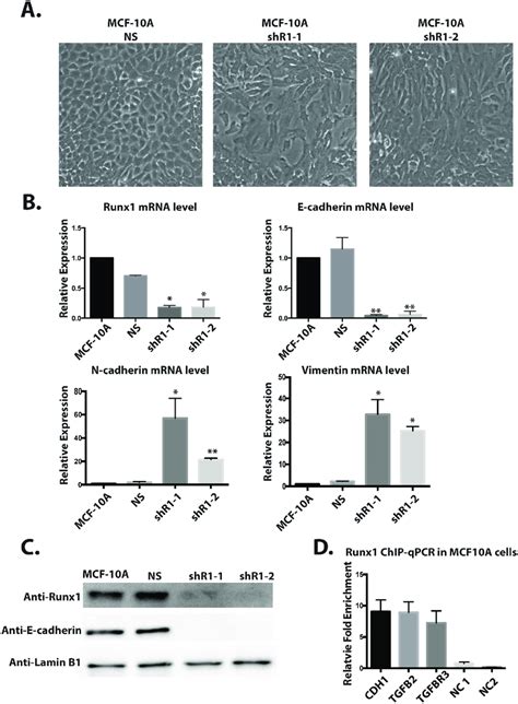 Depleting Runx In Mcf A Cells Promotes A Mesenchymal Like Phenotype