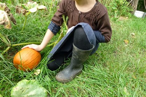 Little City Farm: Pumpkin harvest!