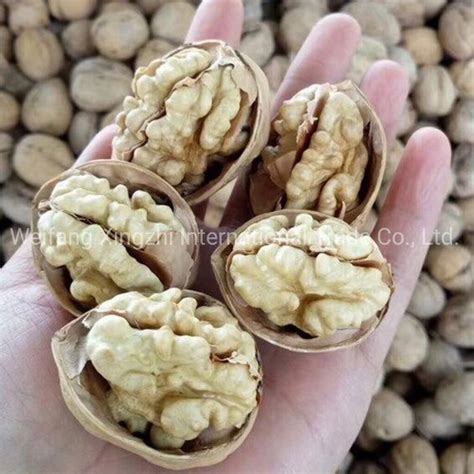 New Crop Walnut In Shell Xinjiang Aksu Walnuts China Walnut And