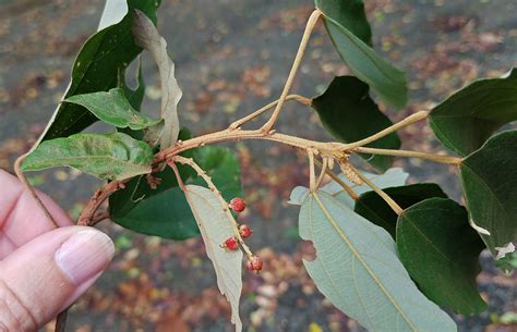 Mallotus Philippensis Euphorbiaceae Image At Phytoimages Siu Edu