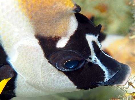 Masked Bannerfish - Heniochus monoceros - Fiji - Photo 2 - Tropical ...