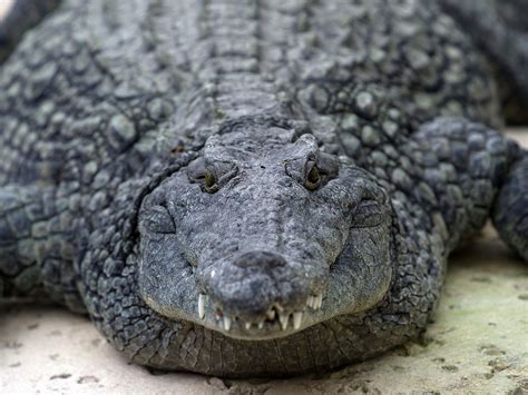 DNA testing confirms man-eating African Nile crocodiles are now in