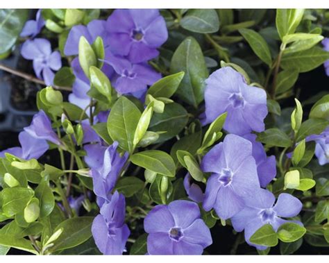 Saschiu Floraself Vinca Minor H 5 7 Cm Ghiveci Ø 9 Cm 12 Buc