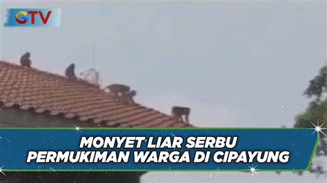 Gerombolan Monyet Liar Serbu Permukiman Warga Di Cipayung Jakarta