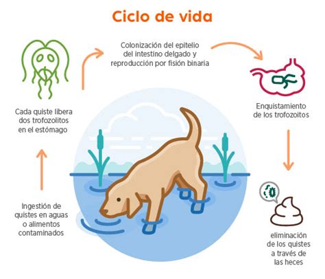 Giardiasis en perros causes síntomas y tratamiento Corporación