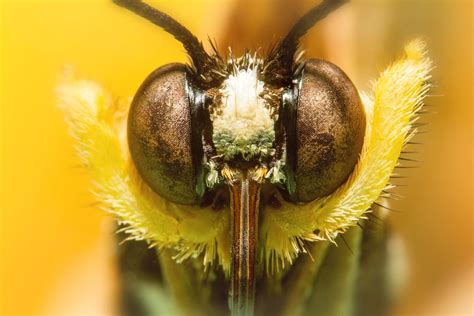 15 Curiosidades De Las Mariposas Descúbrelas