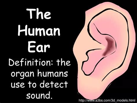 Ppt The Human Ear Powerpoint Presentation Free Download Id 3704280