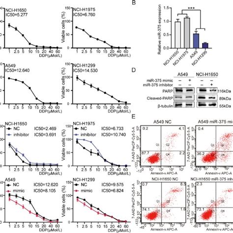 MiR 375 Increases Cisplatin Sensitivity Of Lung Adenocarcinoma Cells