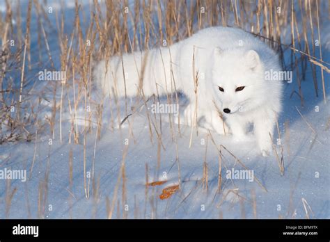 Arctic Fox hunting on the snow Stock Photo - Alamy