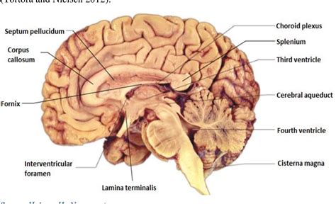 Lamina Terminalis Hypothalamus