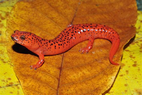 Red Salamander | Virginia DWR