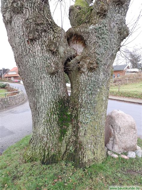 Doppeleiche In Holzbunge