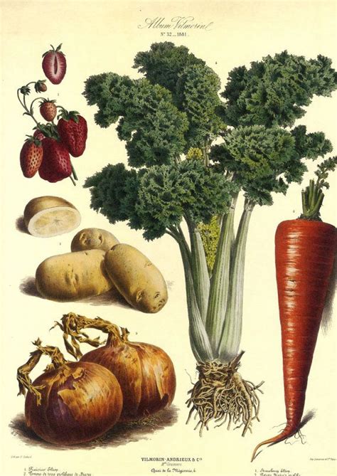 Vintage Botanical Vegetable Print Vegetable Prints Botanical Prints