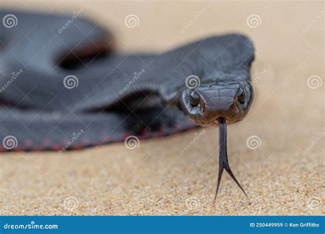 Australian Red Bellied Black Snake Stock Image Image Of Snake