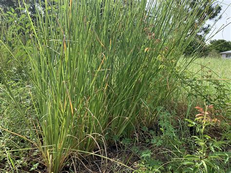 Vetiver Grass Cody Cove Farm And Nursery