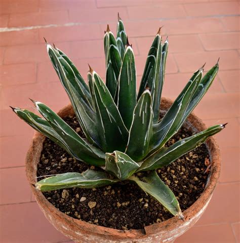 Agave Regina Vittoria Balcone Fiorito Il Blog Del Giardinaggio