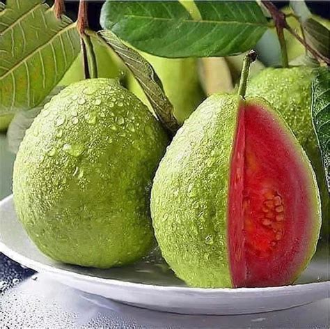 Red Guava Seeds Thai Big Pink Guava Seeds Thai Guava Etsy