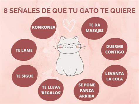 Cómo Saber Si Tu Gato Te Quiere ¡estas 8 Señales Te Lo Indican