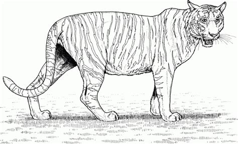 Get This Tiger Coloring Pages Realistic Animal Printables for Adults ...