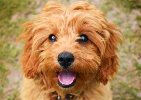 Cavapoo Vs Goldendoodle Similarities And Differences Jaxery