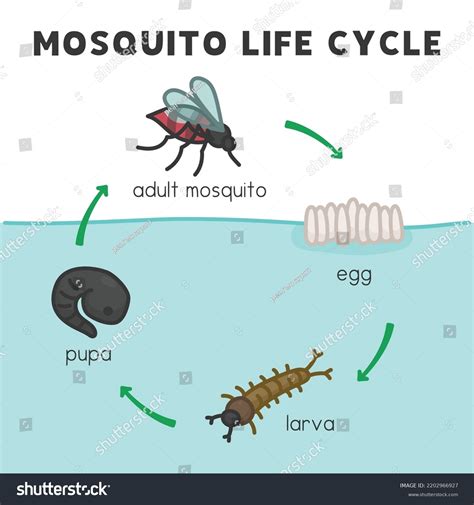 Mosquito Life Cycle Diagram Chart Science Stock Vector (Royalty Free ...