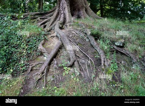 Exposed Tree Roots On An Earthen Bank In Derbyshire Uk Stock Photo Alamy