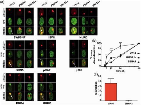 Ebna Promotes Large Scale Chromatin Decondensation Without Recruitment