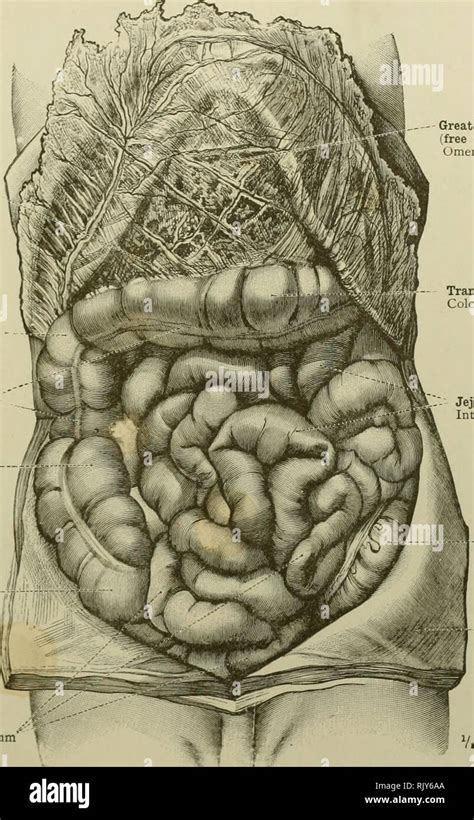 An Atlas Of Human Anatomy For Students And Physicians Anatomy