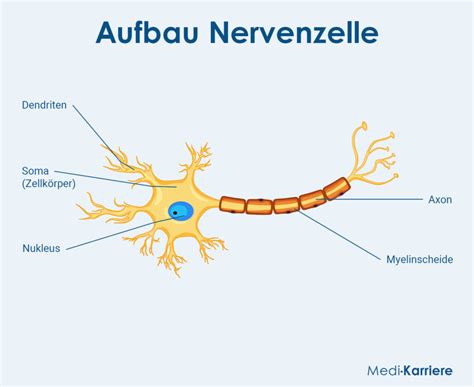 Das Neuron Aufbau Und Funktion Medi Karriere