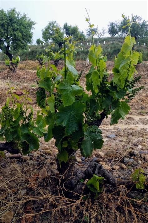 Complex, With A Complex (Vinas del Vero Somontano Recent Releases) | 1 ...