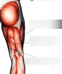 Hamstring muscles Diagram | Quizlet