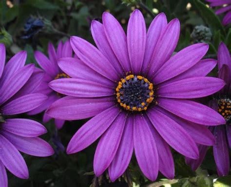 Purple Daisy Flower Planting Guide