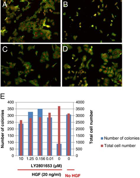 Field images of the scattering of DU145 cells following 48 h treatment ... 