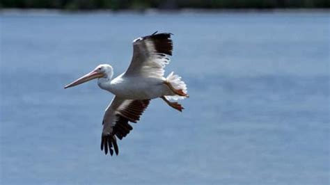 Pelican species declared at risk is 'invasive,' anglers say | CBC News