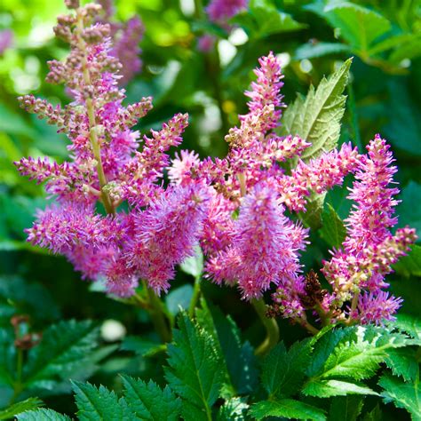 Astilbe chinensis 'Visions' – Fieldstone Gardens Inc