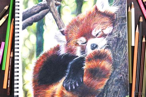 Red Panda Art - Realistic Red Panda Drawing | Panda drawing, Panda art ...