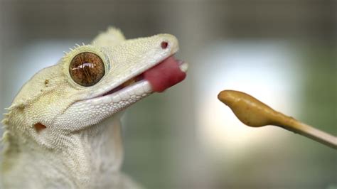 Cricket Feeding Guide How To Feed Crickets To Your Crested Gecko