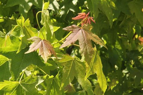 Liquidambar