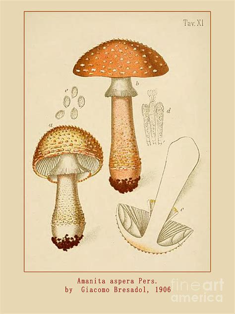 Vintage Mushroom Art By Giacomo Bresadola Digital Art By Scarebaby