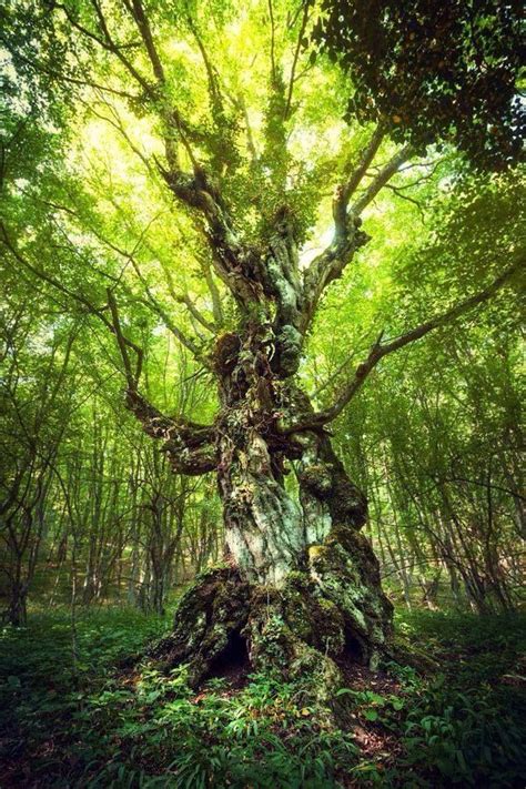 mystisch Amazing Nature, Belle Nature, Magical Tree, Old Trees, Ancient ...