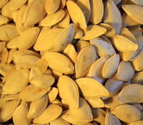 Pumpkin Seeds Picture Free Photograph Photos Public Domain